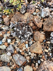 Racomitrium pruinosum
