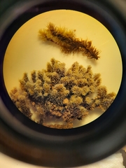 Racomitrium pruinosum