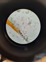 Racomitrium pruinosum