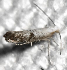 Argyresthia subreticulata