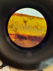 Racomitrium pruinosum