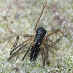 Taracus pallipes