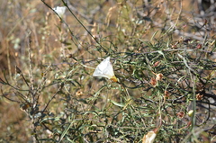 Calystegia longipes