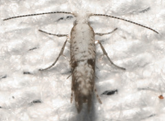 Argyresthia subreticulata