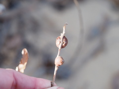 Disholcaspis erugomamma