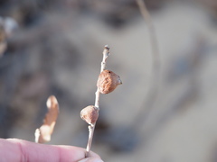 Disholcaspis erugomamma