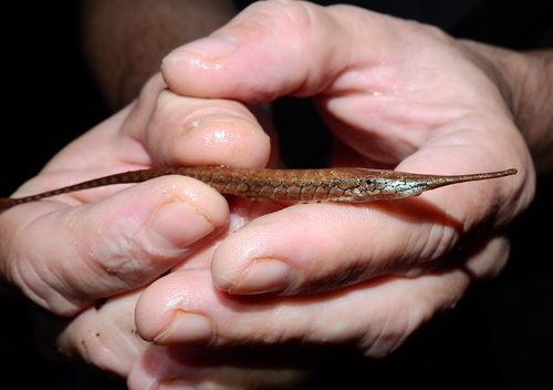 Reticulate twig catfish (Farlowella reticulata) — Loricariidae