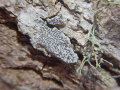 Leiorreuma explicans