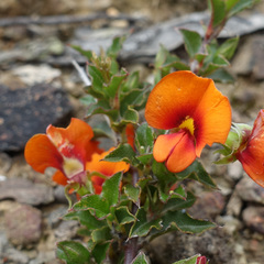 Podolobium procumbens