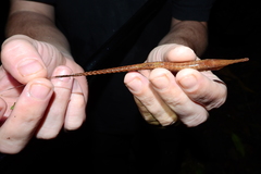 Farlowella reticulata