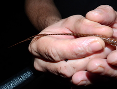 Farlowella reticulata