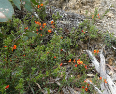 Podolobium procumbens