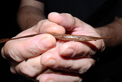 Farlowella reticulata