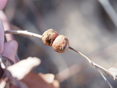 Disholcaspis erugomamma