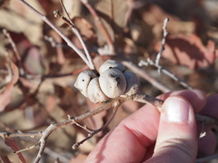 Disholcaspis erugomamma