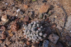 Mammillaria albicans