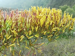 Agave univittata