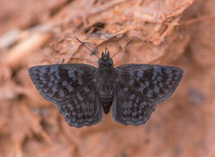 Viola violella