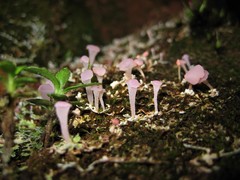 Phyllobaeis imbricata