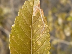 Stigmella multispicata