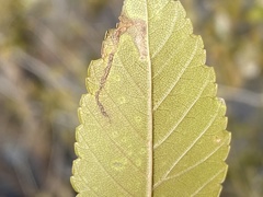 Stigmella multispicata
