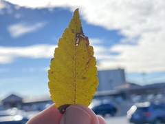 Stigmella multispicata