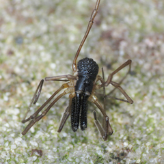 Taracus pallipes