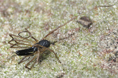 Taracus pallipes