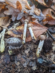 Tolypocladium rouxii