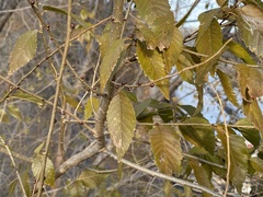 Stigmella multispicata
