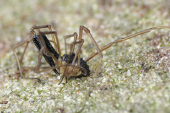 Taracus pallipes