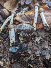Tolypocladium rouxii