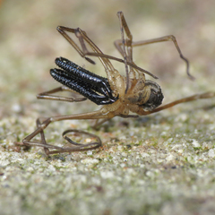 Taracus pallipes