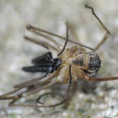 Taracus pallipes