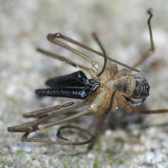 Taracus pallipes