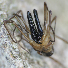 Taracus pallipes