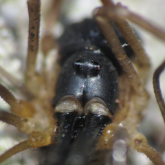 Taracus pallipes