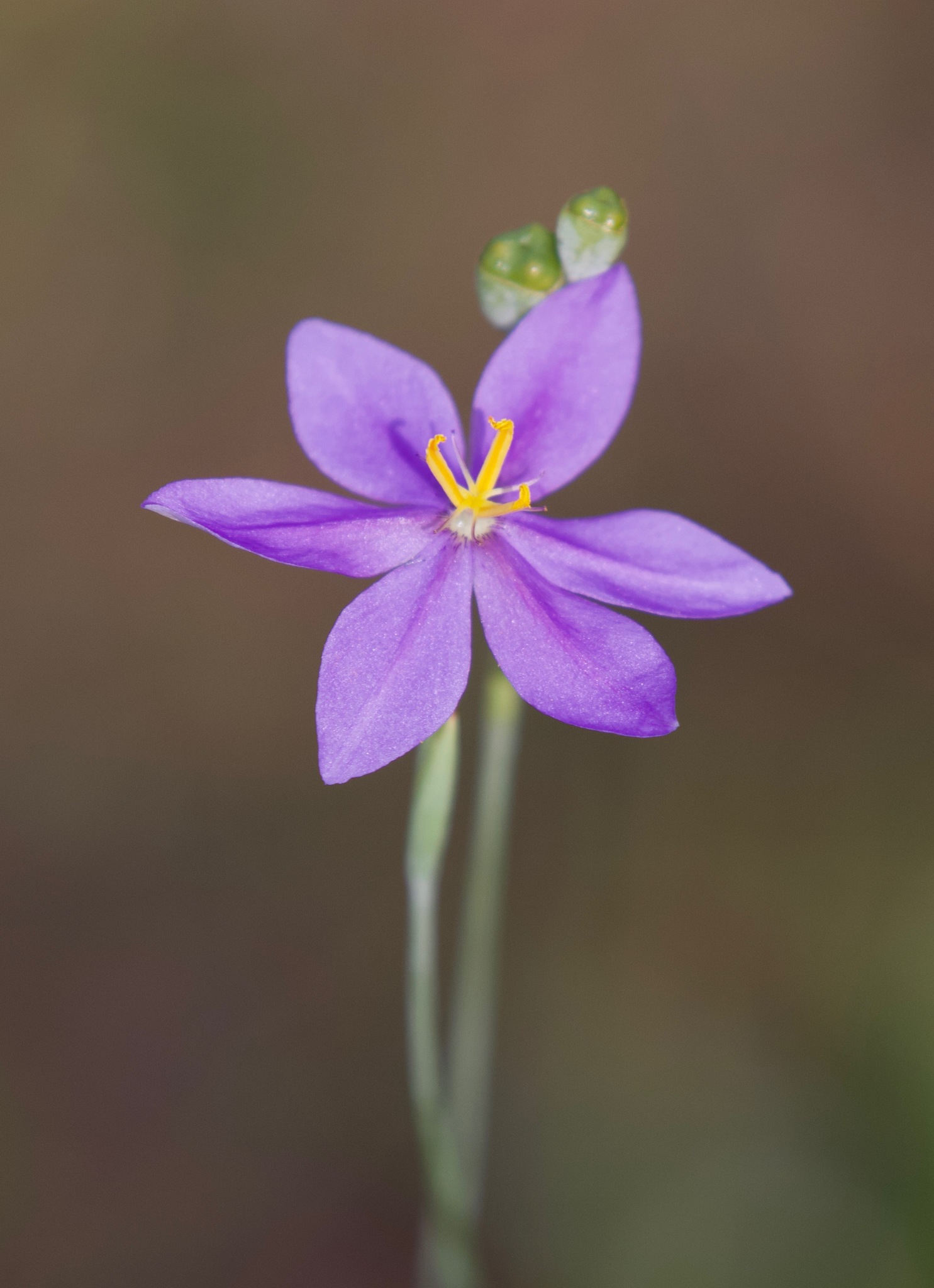 Nemastylis floridana