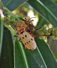 Chauliognathus octomaculatus