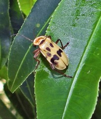 Chauliognathus octomaculatus