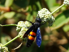 Pygodasis ephippium ephippium