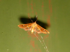 Phostria temira