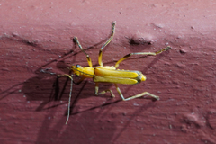 Chauliognathus cinguliventris