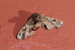 Eutelia auratrix