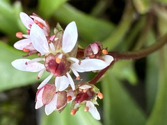 Micranthes razshivinii