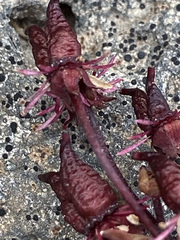 Micranthes razshivinii