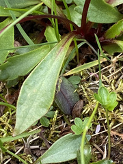 Micranthes razshivinii