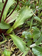 Micranthes razshivinii