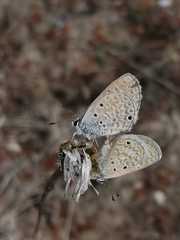 Hemiargus hanno