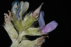Astragalus gilensis